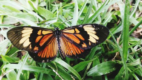 Butterfly pollinating flower