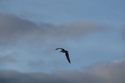 Low angle view of bird flying in sky