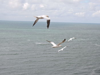 Seagull flying over sea against sky