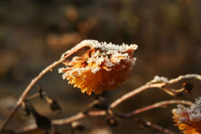 Close-up of wilted plant during winter