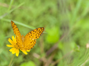 Close-up of butterfly pollinating on yellow flower