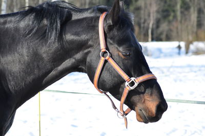 Close-up of horse in the field