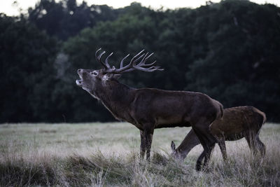 Red deer bellowing while standing on grassy field