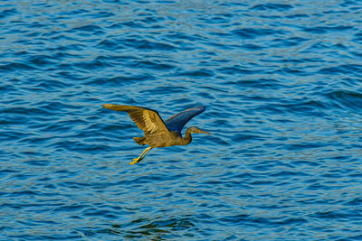 Bird flying over sea