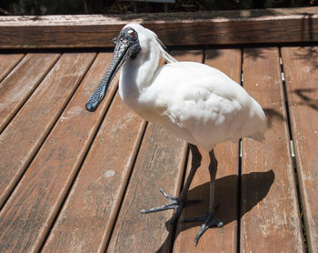 Close-up of seagull perching on wood