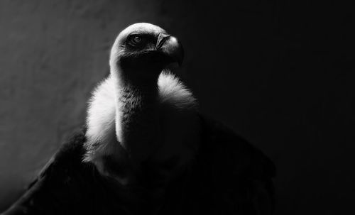 Close-up of a bird against black background