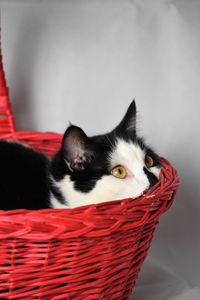 Portrait of black cat in basket