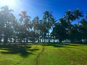 Scenic view of palm trees on field against sky