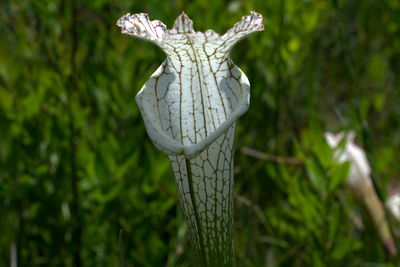 Close-up of flower tree