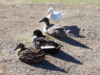 High angle view of bird on shadow
