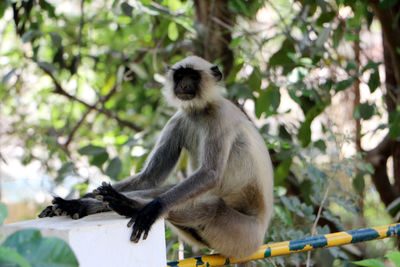 Monkey sitting on branch