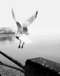 Seagull flying over sea