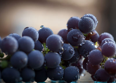 Close-up of water droplets on grapes