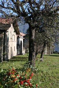 Flowers growing on tree