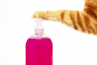 Close-up of cat by pink bottle against white background