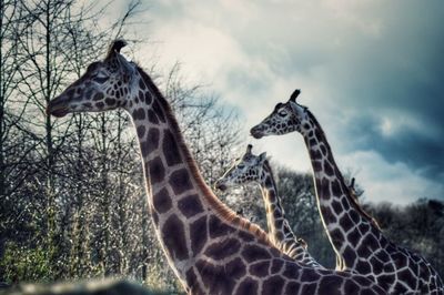 Close-up of giraffe standing against sky