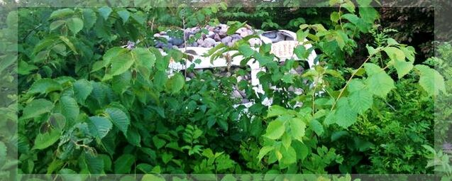 growth, green color, plant, leaf, transfer print, freshness, nature, auto post production filter, beauty in nature, agriculture, growing, flower, day, green, field, outdoors, no people, tranquility, fragility, high angle view