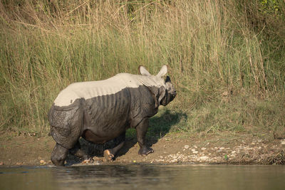 Rhinoceros in lake