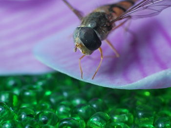 Close-up of insect pollinating on flower