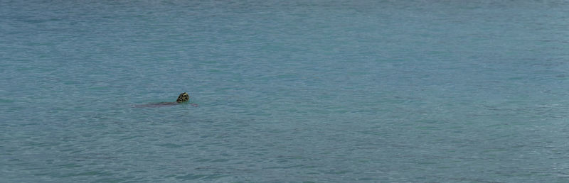 High angle view of man surfing in sea