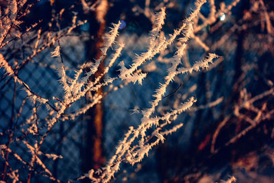 Close-up of frozen leaves on tree during winter