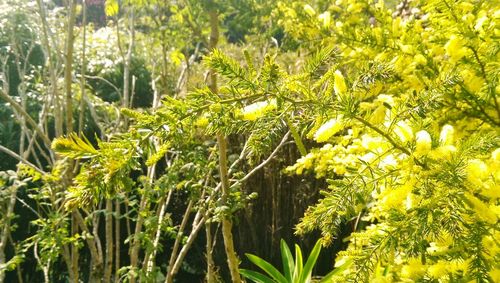 Close-up of yellow flowers
