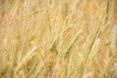 Close-up of stalks in field