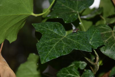 Close-up of green leaves