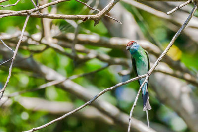 Close-up of bird perching on branch