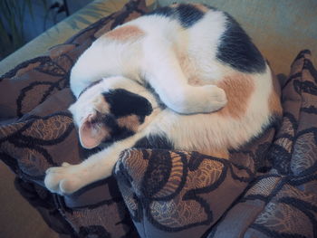 High angle view of dog sleeping on sofa at home