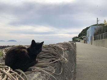 Cat relaxing in a front of built structure against sky