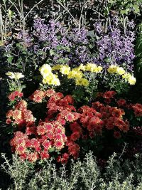 High angle view of purple flowering plants