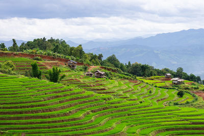 Scenic view of agricultural field against sky