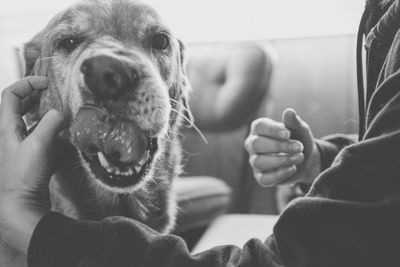 Close-up portrait of a dog