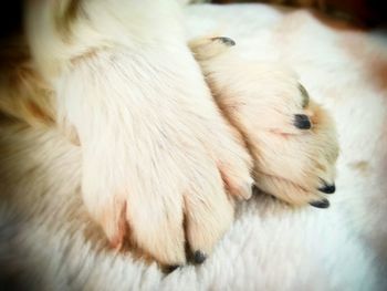 Close-up of white puppy