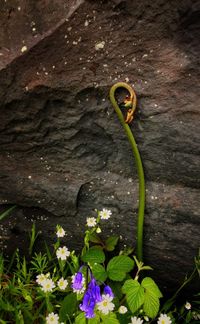 Close-up of plant