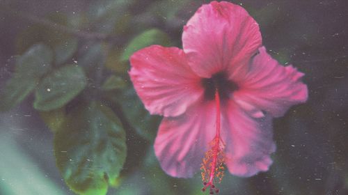 Close-up of pink hibiscus blooming outdoors