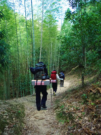 Rear view of man walking in forest