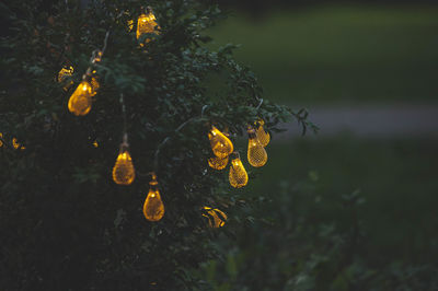 Close-up of yellow flower in rain