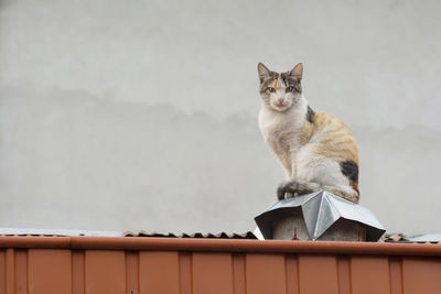 Low angle view of cat sitting on roof against wall