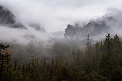 Scenic view of forest against sky