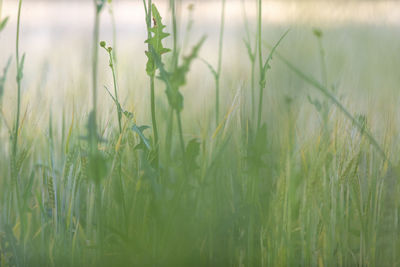 Close-up of stalks in field