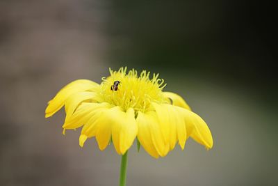 Close-up of insect on yellow flower