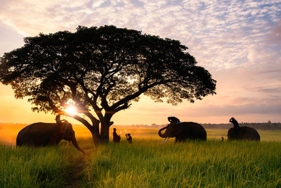 Elephant made merit a monk's bowl. young lovers and elephants are making merit.