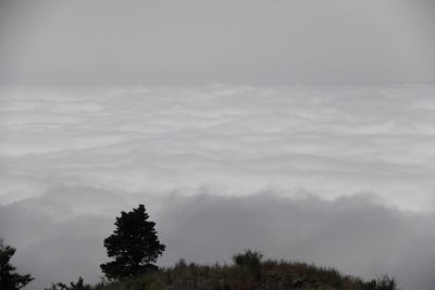 Silhouette of trees against cloudy sky