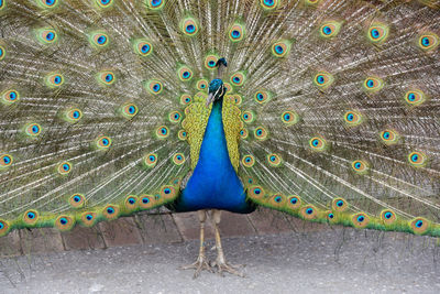 Peacock with fanned out feathers