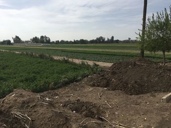 Scenic view of agricultural field against sky