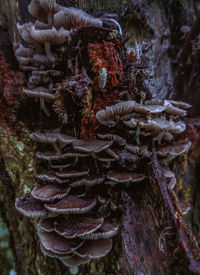 Close-up of mushrooms growing on tree trunk