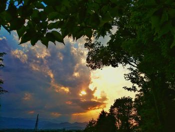 Low angle view of trees against sky