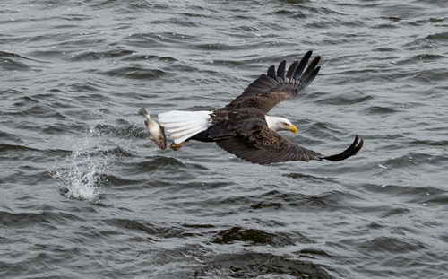 Seagull flying over the sea